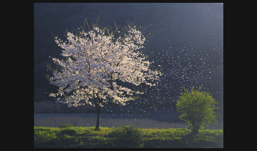 散り桜