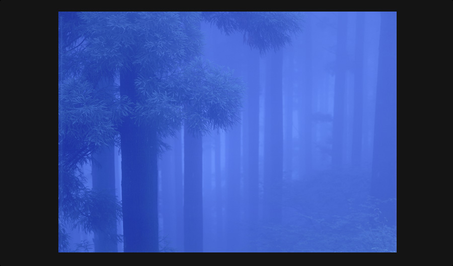 霧の杉