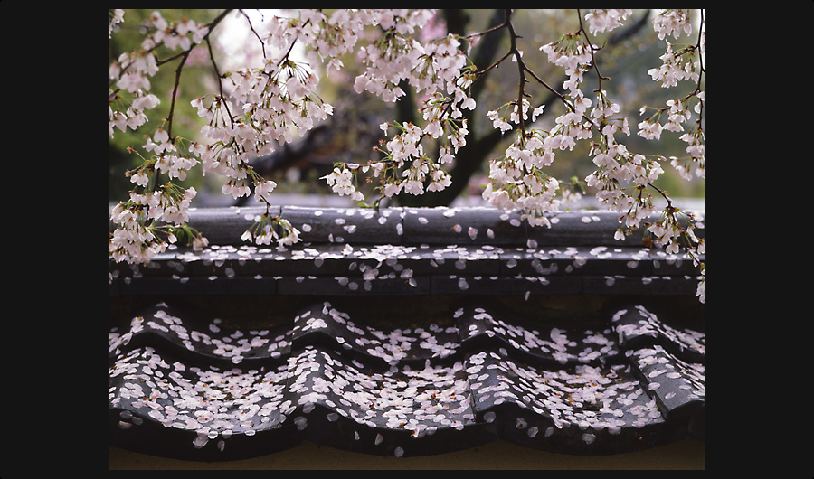 桜と屋根