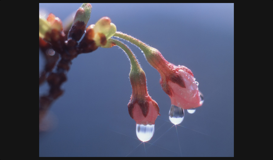 水滴のつぼみ