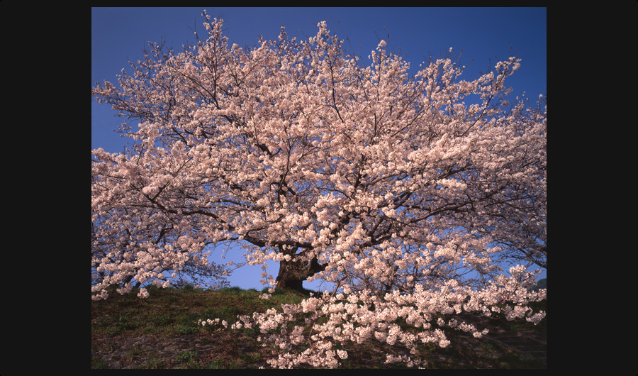山口桜