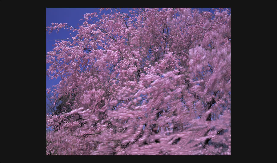 風の枝垂桜