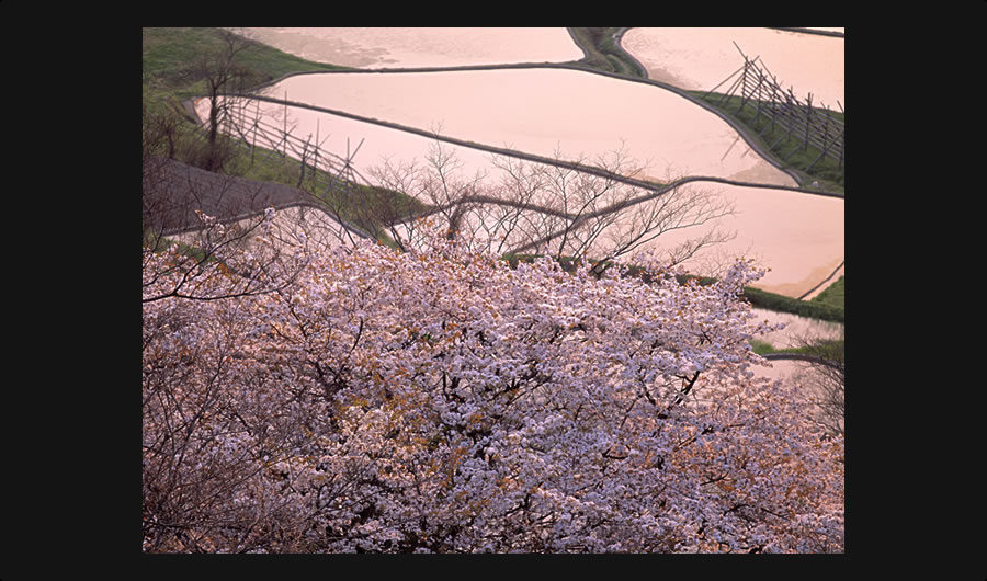 桜と棚田