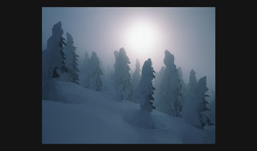 朝霧の樹氷林